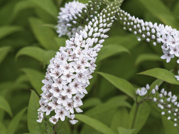 Close-up of fresh white flowering plant
