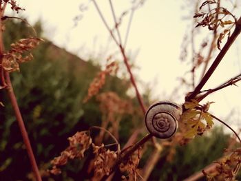 Close-up of snail on plant