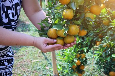 Midsection of man holding fruits growing on tree