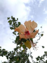 Low angle view of flower blooming against sky