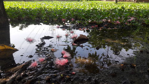 Reflection of plants in pond