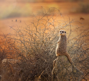 Meerkat on field