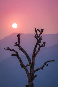 Silhouette tree against sky during sunset