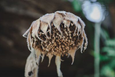 Close-up of dried mushroom