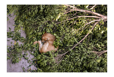 View of dog relaxing on plant