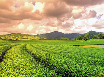 Green tea garden view with mountains and sky background