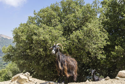 View of monkey on rock