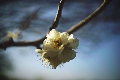 Close-up of apple blossoms in spring