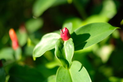 Close-up of red flower