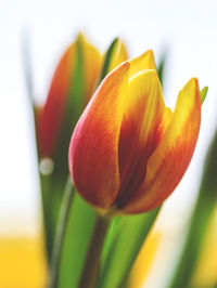 Close-up of tulips blooming outdoors