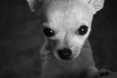 Close-up portrait of dog