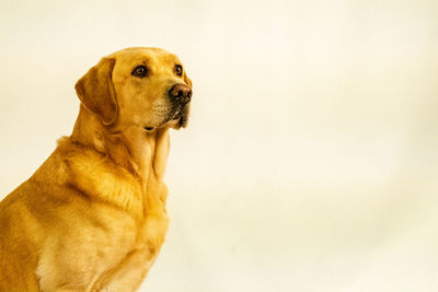 Close-up of a dog over white background