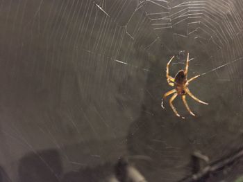 Close-up of spider on web