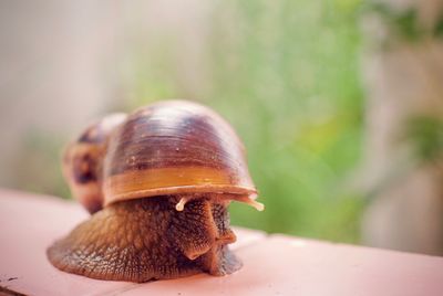 Close-up of snail