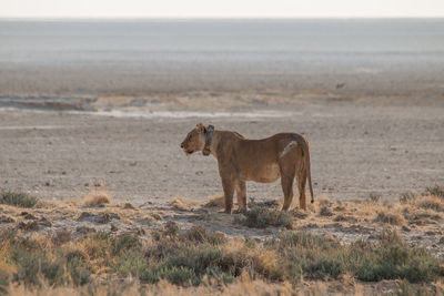 View of a cat on land