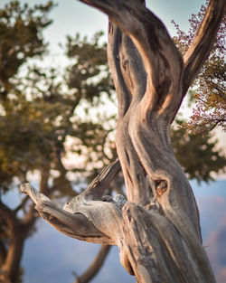 Close-up of tree trunk