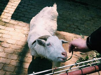 High angle view of hand feeding goat