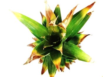 Close-up of succulent plant against white background