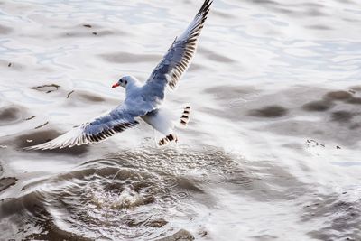 High angle view of seagulls flying over lake