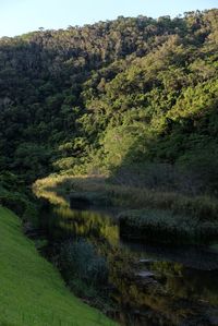 Scenic view of lake amidst trees in forest