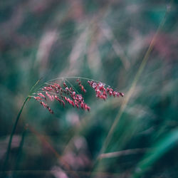 Close-up of wet plants