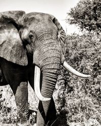 Close-up of elephant on field