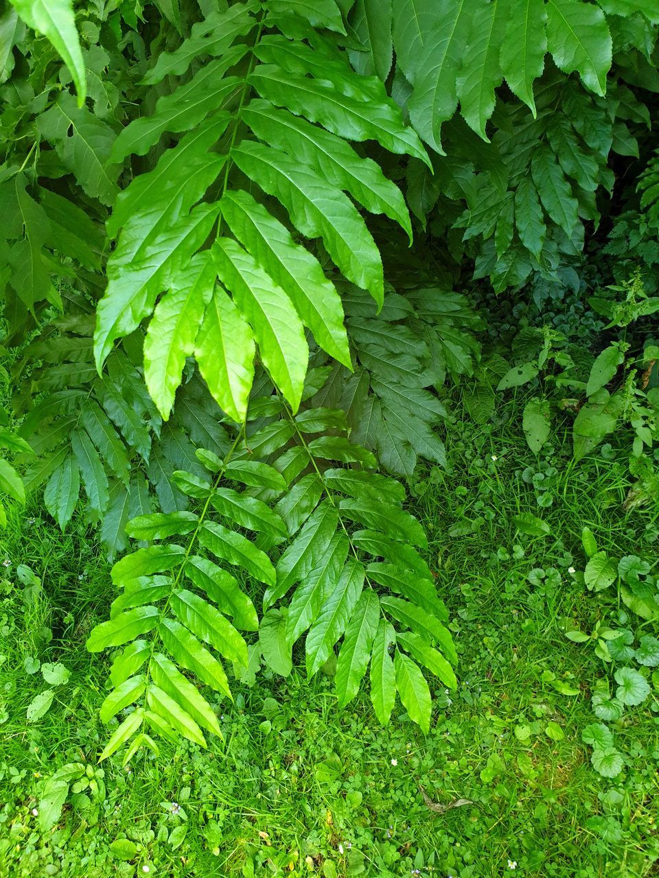 HIGH ANGLE VIEW OF FRESH GREEN PLANTS ON LAND