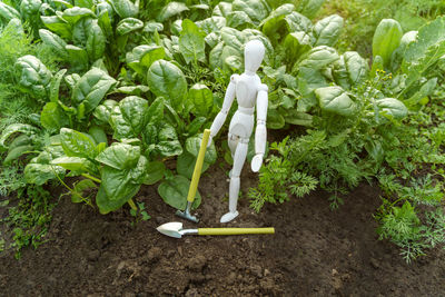 High angle view of plants on field