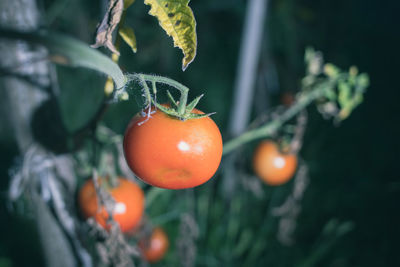 Close-up of orange on plant