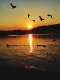 Silhouette birds flying over lake against sky during sunset