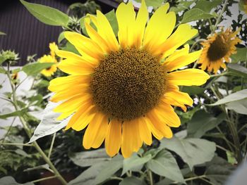 Close-up of sunflower