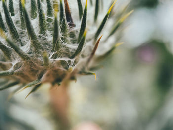 Close-up of succulent plant