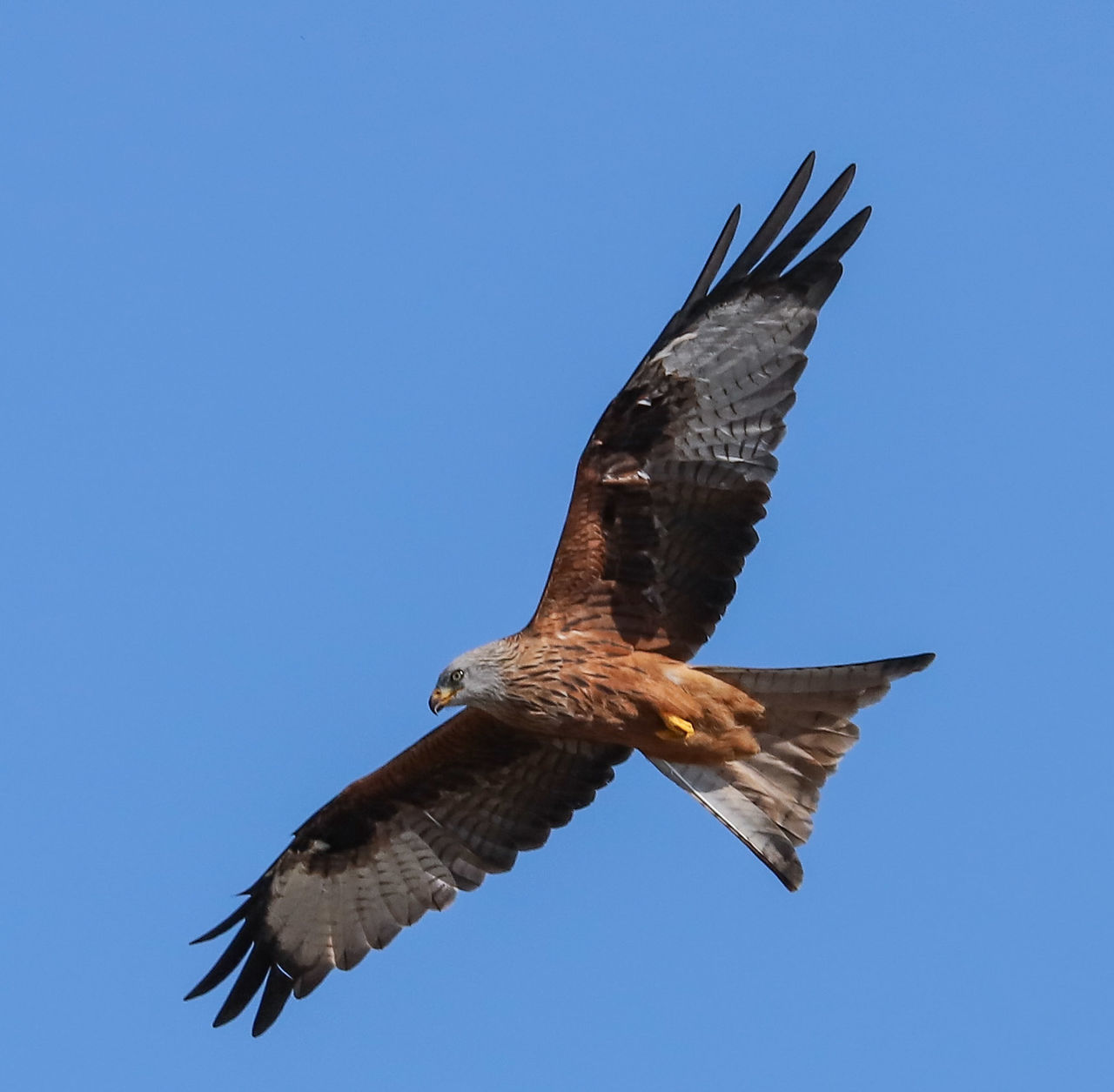 flying, animal wildlife, spread wings, animals in the wild, bird, animal, vertebrate, animal themes, clear sky, low angle view, one animal, sky, mid-air, bird of prey, blue, no people, nature, motion, day, copy space, outdoors, seagull, eagle