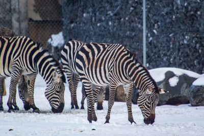 Zebras in a field