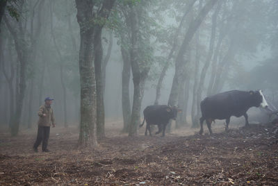 Man walking with cows in forest during foggy weather