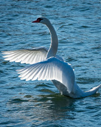 Swan spreading its wings