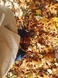 High angle view of maple leaves fallen on ground