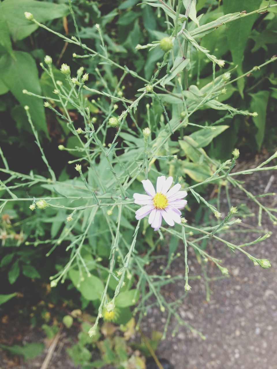 flower, growth, freshness, fragility, leaf, plant, petal, beauty in nature, green color, nature, high angle view, white color, flower head, blooming, close-up, in bloom, day, focus on foreground, outdoors, no people