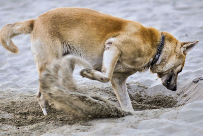 Side view of dog digging sand at beach