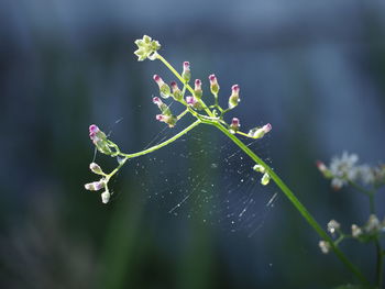 Close-up of plant