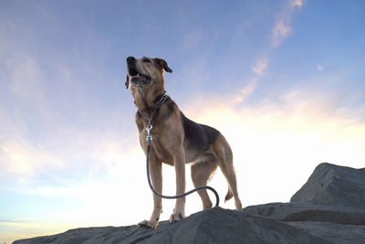 Low angle view of dog standing on rock
