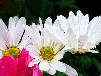 Close-up of white flowers blooming outdoors