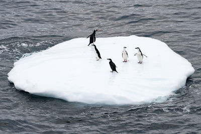 Penguins floating on iceberg