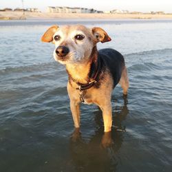 Portrait of dog standing on beach