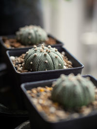 Close-up of pumpkin for sale at market