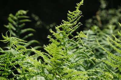 Close-up of fern in forest