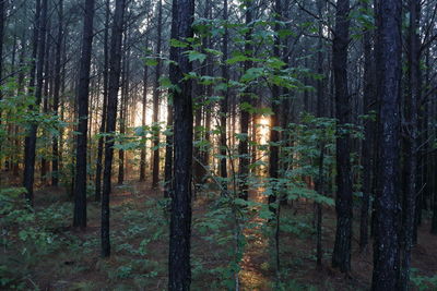 View of trees in forest