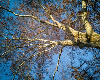 Low angle view of bare tree against blue sky