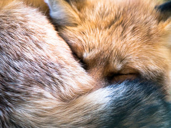 Close-up of cat sleeping