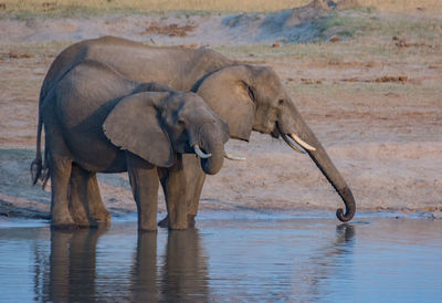 Elephants drinking water in lake